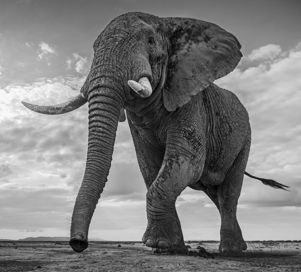 African elephant 3