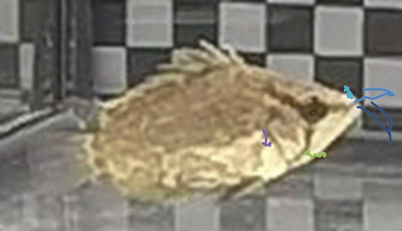 image jaw protrusion