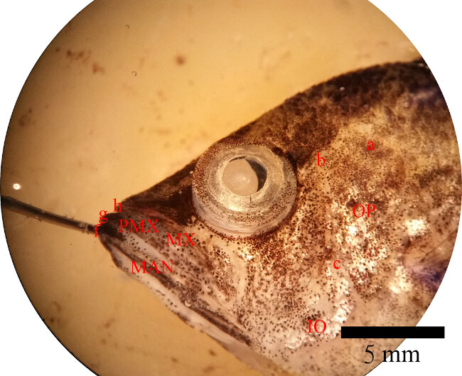 image leaffish mouth closed