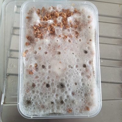 wood tempeh in plastic