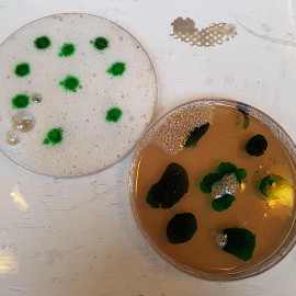 gel petrie samples